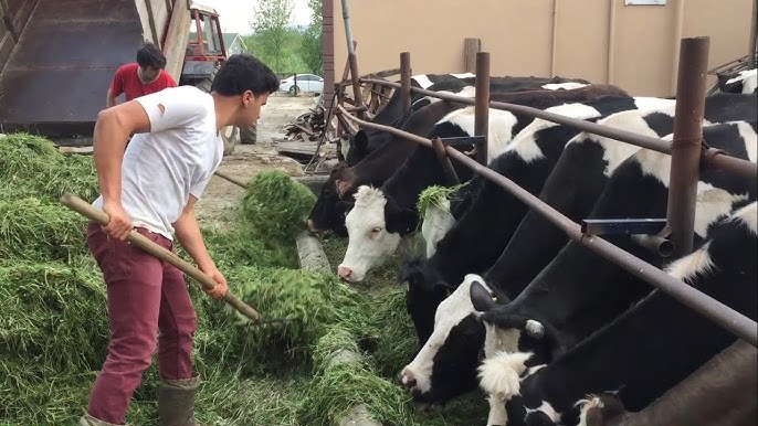 Demirtepe'de Süt İneklerinin Bakımı: Sağlıklı ve Verimli Üretim İçin İpuçları